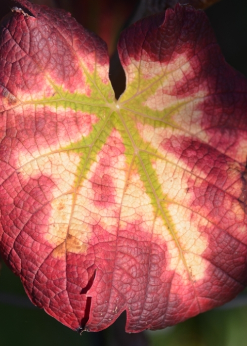 Monarch ANT 7358